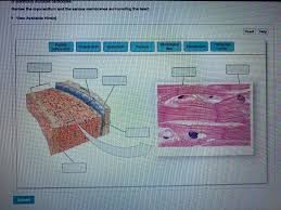 Binucleation, multinucleation, mitosis, prominent nucleolus can be seen in benign proliferations. Mesothelium Connective Tissues Areolar Tissue Chegg Com