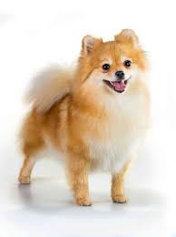 Resultado de imagen para Pomerania