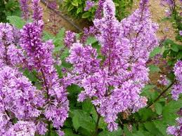 Image result for Syringa prestoniae