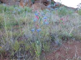 Image result for Trichodesma zeylanicum