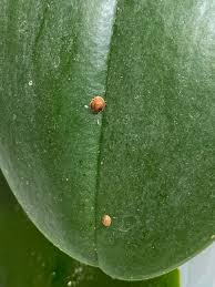 Image result for scale on plant