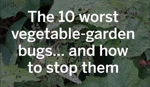 Environmental and intelligent system for fending off pests using iot, ml and computer vision algo. The 10 Worst Vegetable Garden Bugs And How To Stop Them Pennlive Com