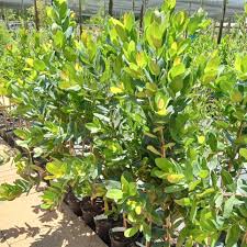 Image result for Syzygium cordatum