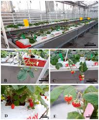 We did not find results for: Agronomy Free Full Text Physiological Biochemical And Biometrical Response Of Cultivated Strawberry And Wild Strawberry In Greenhouse Gutter Cultivation In The Autumn Winter Season In Poland Preliminary Study Html