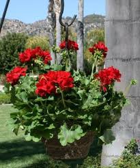 The perfect hanging basket and container plant, nemesia will flower for months during the summer. Viva Garden Has The Best New Flowers Red Geraniums Geraniums Hanging Flowers