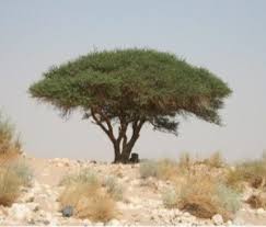 Image result for Acacia stuhlmannii