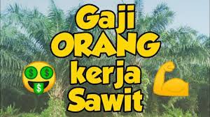 Kebun kelapa sawit tersebut dipimpin oleh seorang manajer (dulu disebut administratur disingkat adm) dengan dibantu oleh asisten kepala, asisten, mandor satu, mandor, dan krani. Gaji Pekerja Kelapa Sawit Di Kalimantan Pemupukan Kelapa Sawit Petani Sawit Terbaru 2020 Youtube