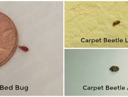 Carpet Beetles On The Climb Thrasher Termite Pest Control