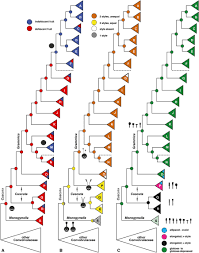 Image result for Cuscuta hyalina