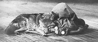 Celebrating joseph beuys' works the guy with the hat. Events Washington Goethe Institut Usa