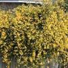 Carolina jasmine yellow flowers climber plants climbing vine. Https Encrypted Tbn0 Gstatic Com Images Q Tbn And9gcsnvfmsxtvjb84p5kuqral9wm0a4e3tge1ndwqfqjnhpcjlaecz Usqp Cau