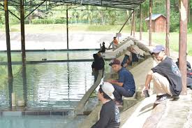 Beruang tidak sekadar tinggal di kawasan pilih saja tempat untuk anda lawati di sabah ni. Pusat Internet