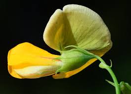 Image result for Sesbania macrantha