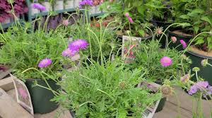 Image result for Scabiosa col.`Butterfly Blue`