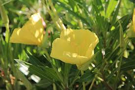 Image result for Primrose Yellow 1958 Admiral