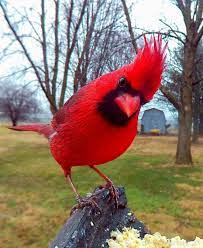 Pin By Kasi Maxwell On Animal Kingdom Bird Pictures Beautiful Birds Red Birds