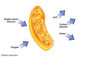Diagram Representing Cellular Respiration In Mitochondria The Transformation Of Glucose And Oxygen Into Atp Cellular Respiration Body Systems Carbon Dioxide