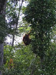 The Ultimate Adventure Through Wild Borneo | Much Better Adventures