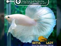 Chuyen Ban Ca Xiem Thai Ca Lia Thia Ca Phướng Ca Betta Nhập Khẩu Thai Lan