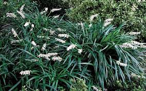 Crystal Falls Mondo Grass Groundcover Plants Mondo Grass Ground Cover Plants Mediterranean Plants