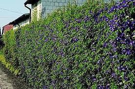 We did not find results for: Applications Of Climbers Clematis Zrodlo Dobrych Pnaczy