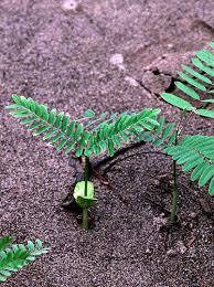 Image result for Schizolobium parahyba