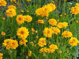 See full list on thespruce.com Coreopsis Grandiflora Early Sunrise Tickseed