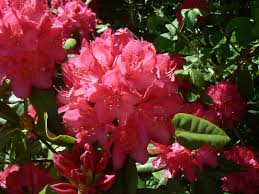 Pinky Red Rhododendron Www Ashbrookestate Com Beautiful Flowers Flowers Rhododendron