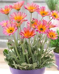 Image result for Arctotis