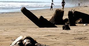 Home earth changes animal humpback whale found dead in the amazon jungle? Mysterious Mass Animal Deaths Cbs News