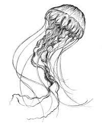Jellyfish Tattoo Ideas 0 Jellyfish Drawing Jellyfish Art Jellyfish Tattoo