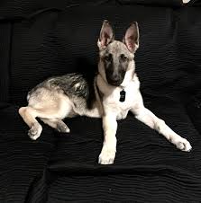 Black And Silver German Shepherd Puppies For Sale In Ohio German Shepherd Puppy Silver And Black At 4 Months Gsd Germanshepherd Silver Sable Black Pu Dog Obsessed German Shepherd Puppies Silver German Shepherd