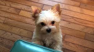 2 black females available with. Yorkie Puppies For Sale Wilmington Nc 07 2021