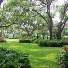 St Augustine Lawn In Filtered Shade In Jacksonville Fl Shade Landscaping Landscape Design Front Yard Landscaping
