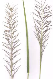 Image result for Sporobolus pyramidalis