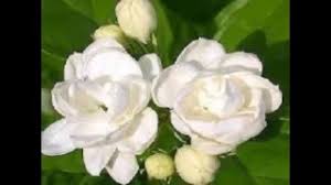 This page is about pokok bunga melur,contains sehari dalam hidupku @ jurnal kehidupan: Bunga Melur Youtube