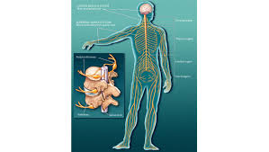 The central system is the primary command center for the body, and is comprised of the brain and spinal cord. Parts Of The Nervous System