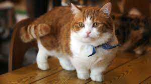 Mereka mempelajari ras kucing ini. Harga Kucing Munchkin Dan Lokasi Beli Info Binatang