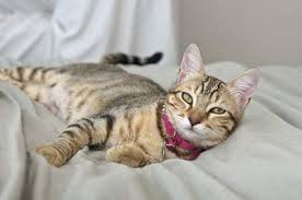 My problem isn't getting my cats to gain weight, it's getting them to lose weight. How To Put Weight On A Cat Hill S Pet