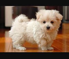 Eleven ears, very good coat. Baby Maltese Maltese Puppy Puppies Maltese Puppies For Sale