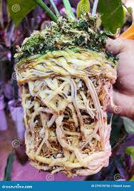 How To Look After Anthuriums (Flamingo Flower) - A Care Guide | Garden  Geeks Uk