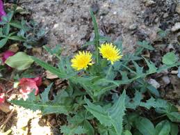 Image result for Sonchus oleraceus
