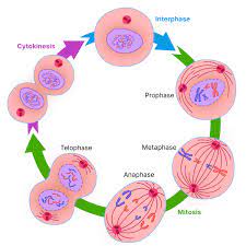 IXL | Cell division | 6th grade science