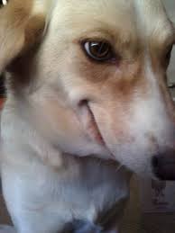 And This Dog Who S Almost Certainly Hiding A Deep Dark Terrifying Secret Funny Dog Pictures Funny Animal Pictures Animal Memes