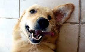 Get the latest news on oregon pets, animal shelter and adoption. Oregon Supreme Court Finds Dogs Are Not Mere Property