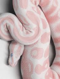 A Collection Of The Most Beautiful Albino Animals Sharenator It S Human Nature To Share Schlangen Albino An In 2020 Albino Animals Rare Albino Animals Albino