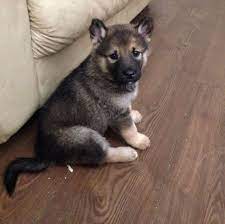 Gentle pets and strong watch dogs, gsds are noble, large, muscular dogs bred for their intelligence and working ability. Alaskan Shepherd Info Puppies Temperament Pictures