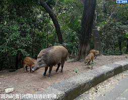 The site owner hides the web page description. æ°è¯é¦æ¸¯ å¼å¥çå­èè æ¬å»ç¡äººå³¶ éè±¬åé¡ æéº¼è¾¦æå¥½ Facebook