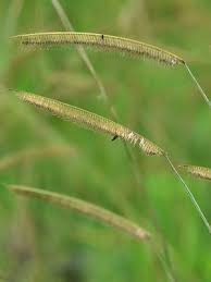 Image result for Ctenium