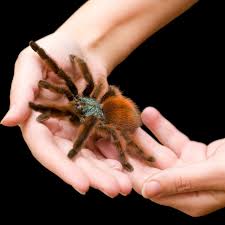 Maybe you would like to learn more about one of these? Arachnophobie Warum Wir Wirklich Angst Vor Spinnen Haben Geo